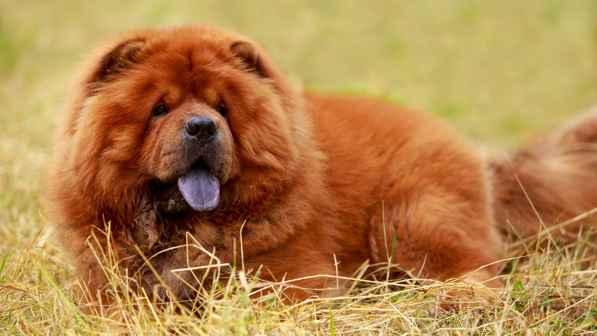 dogs with blue tongues