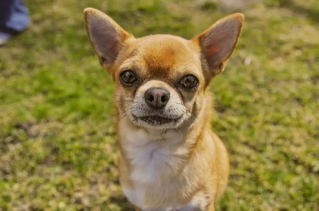 Hunde mit abstehenden Ohren