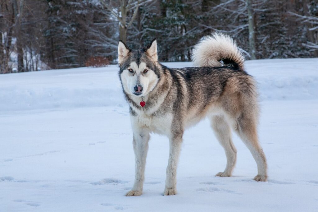 Hunde mit erhobenen Ohren