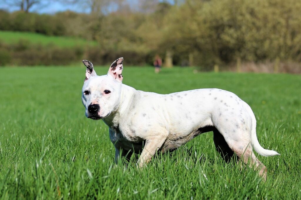 Hunde mit Sommersprossen
