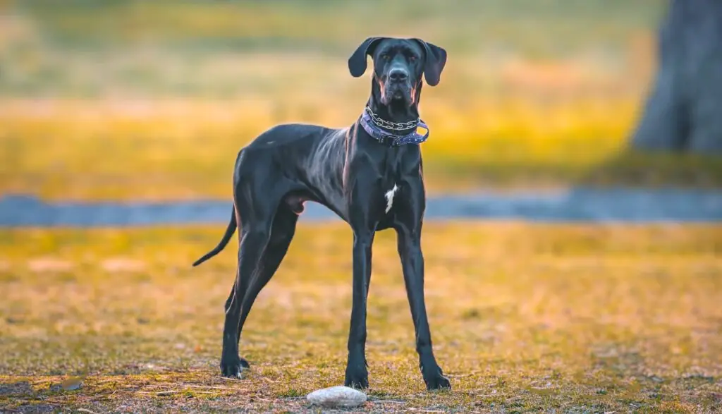 dogs with long legs