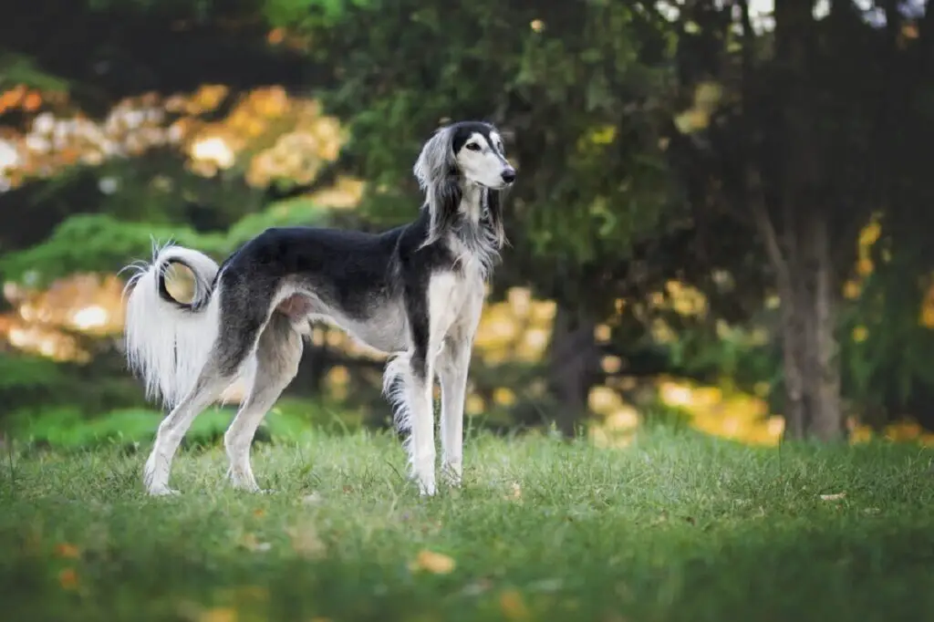 Hunderassen mit langen Schnauzen