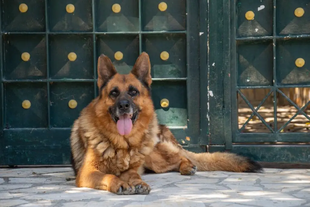 Hunde mit spitzen Ohren