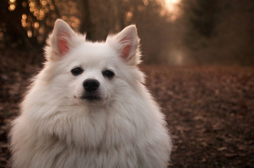 Hunde mit spitzen Ohren und kurzen Haaren