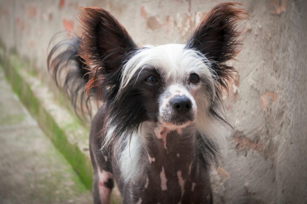 Hunde mit Flecken auf der Haut
