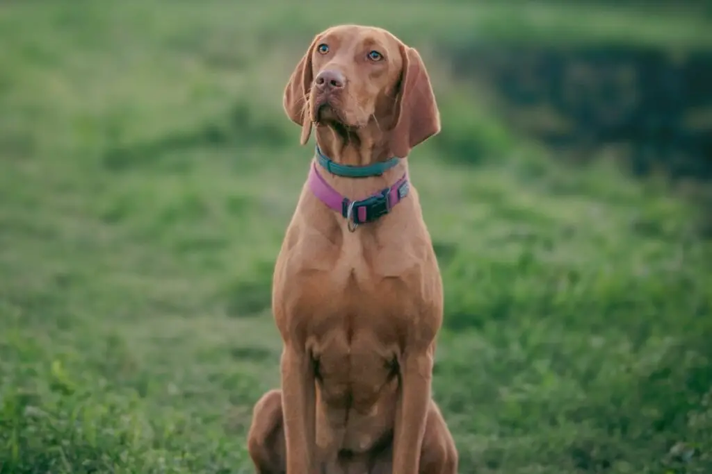 Schlappohr beim Hund
