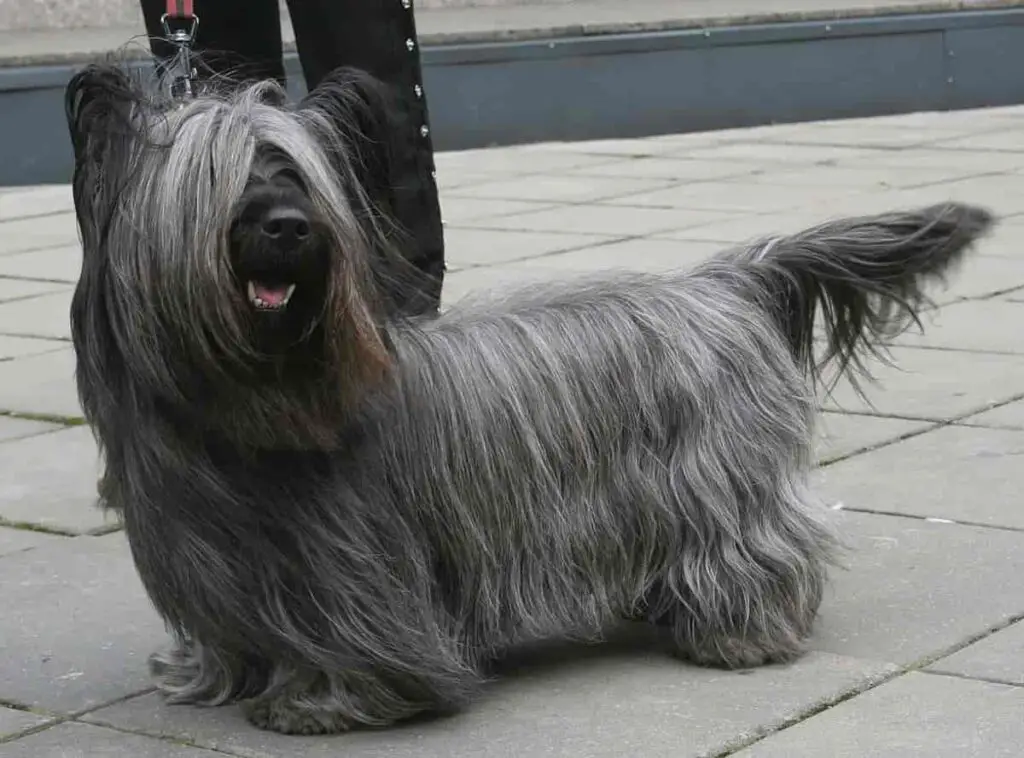 am einfachsten zu pflegender Hund
