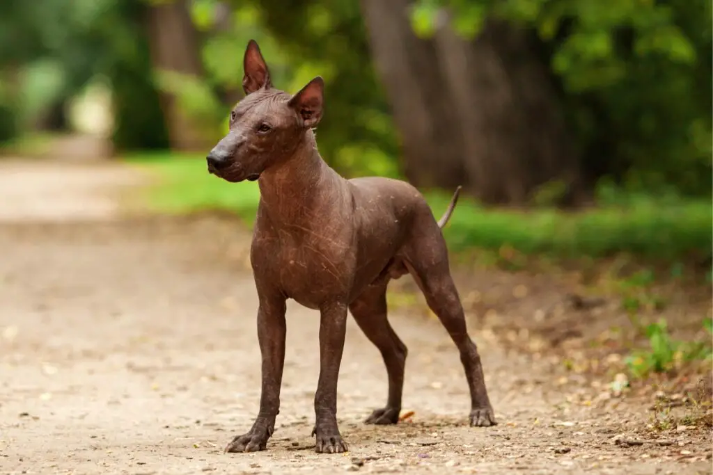 exotischer Hund
