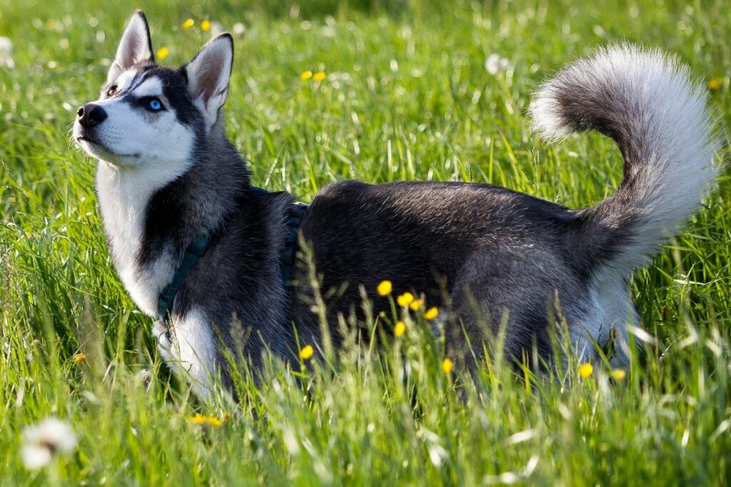 flauschiger Husky