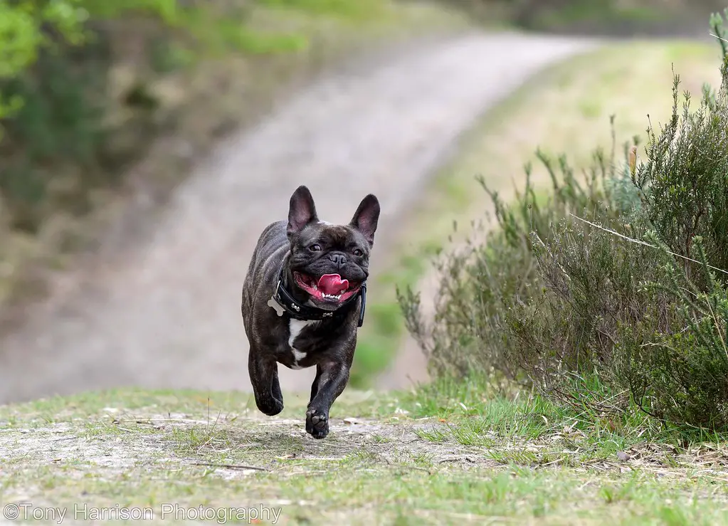 Französische Bulldogge gemischt mit Mops