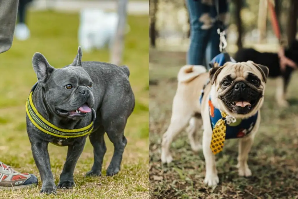 Französische Bulldogge vs. Mopsgröße