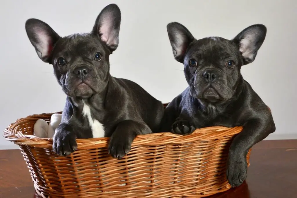 Frenchie gegen französische Bulldogge