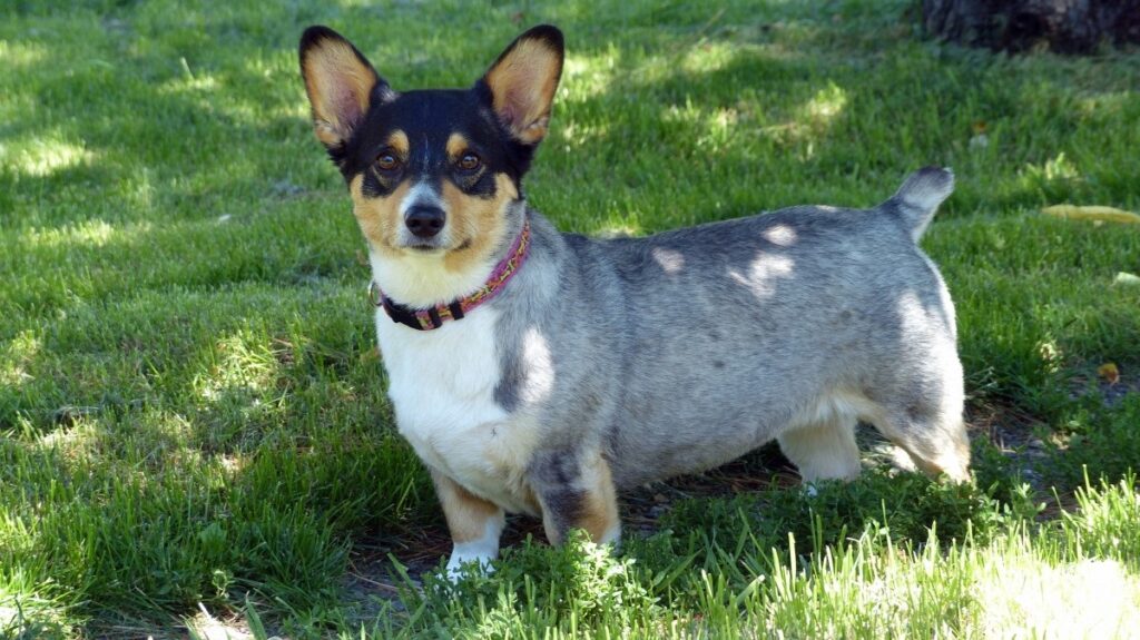 ausgewachsener Corgi-Heeler-Mix
