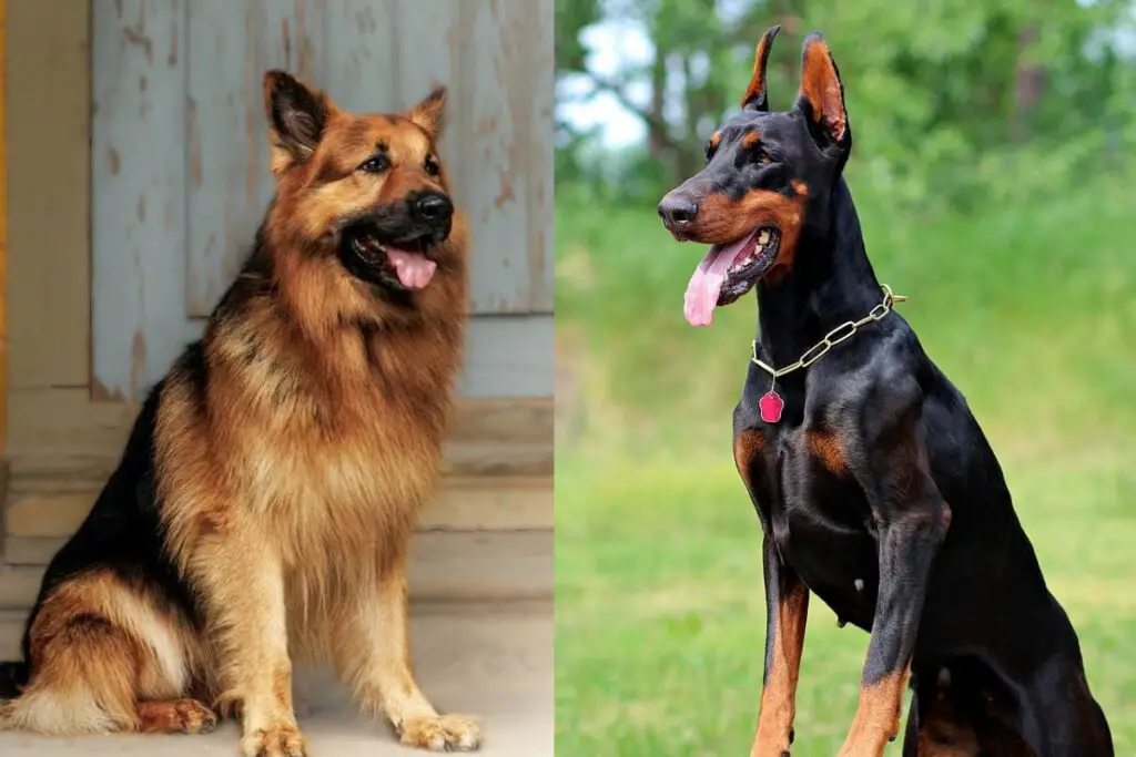 Deutscher Schäferhund oder Dobermann