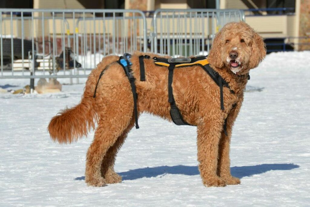 Golden Doodle und Lab-Mix