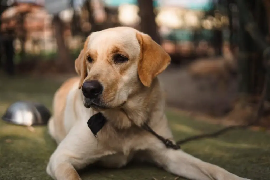 Bester Hund für alleinstehende Frau
