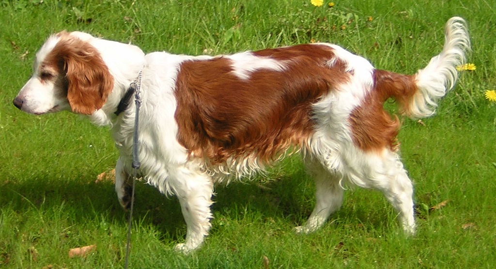 gute mittelgroße Familienhunde
