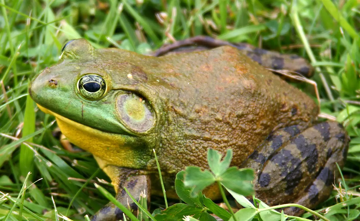 Ochsenfrosch: der größte Frosch: Wer ist das? Wie lebt sie?