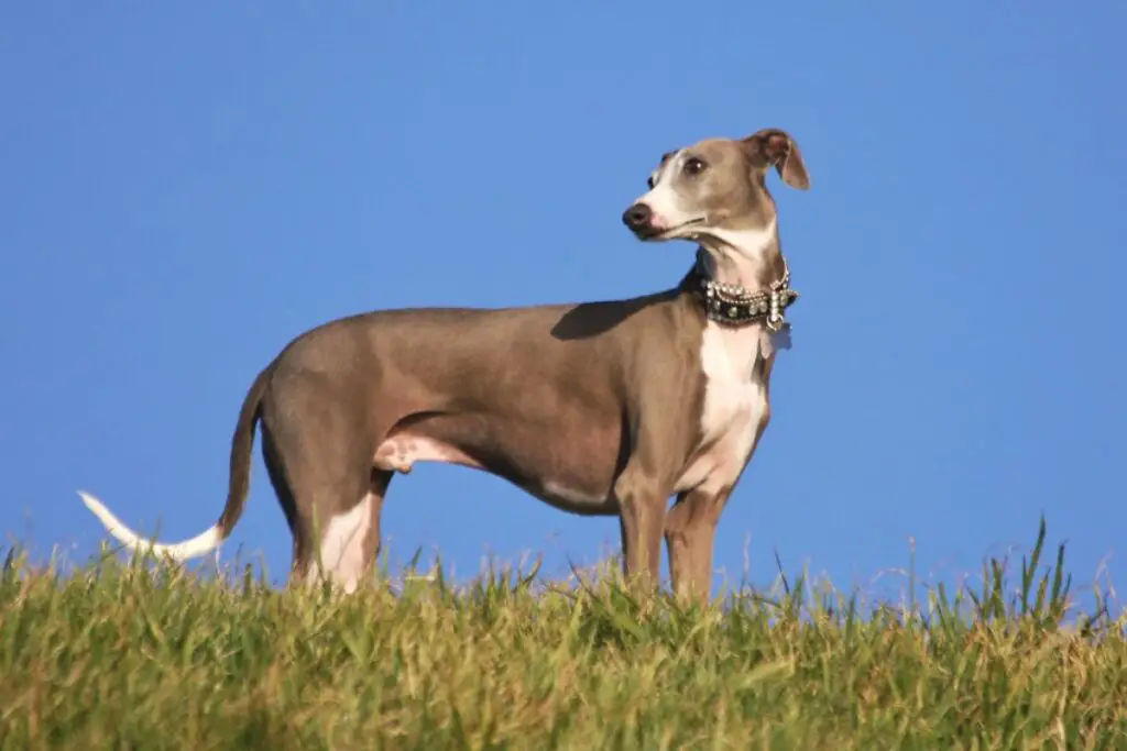 Windhunde mögen Hunde