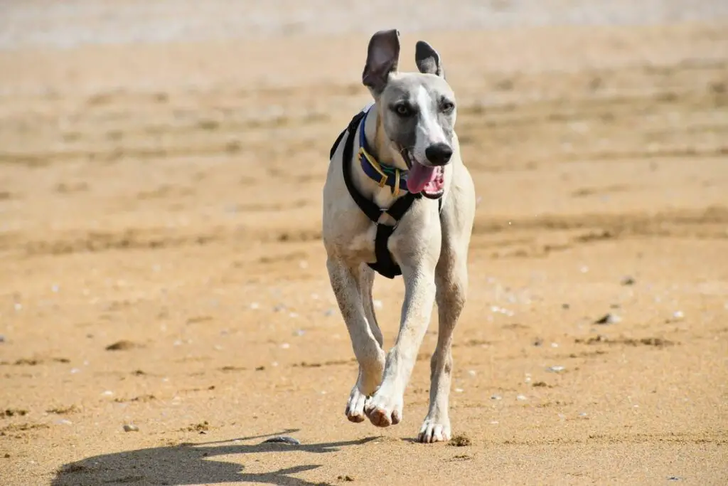 Windhunde mögen Hunde