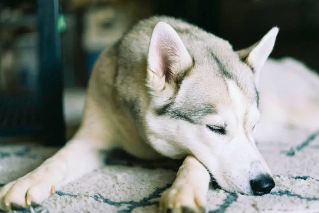 Gesundheitsprobleme des Alaskan Husky und des Siberian Husky