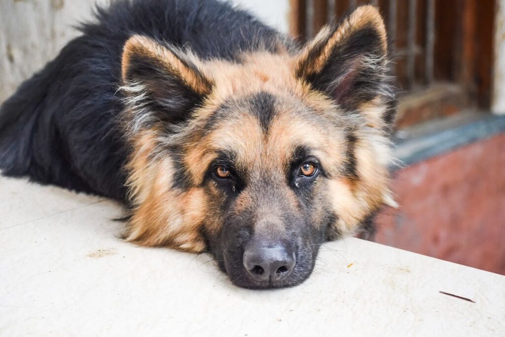 Gesundheitsproblem beim Deutschen Schäferhund