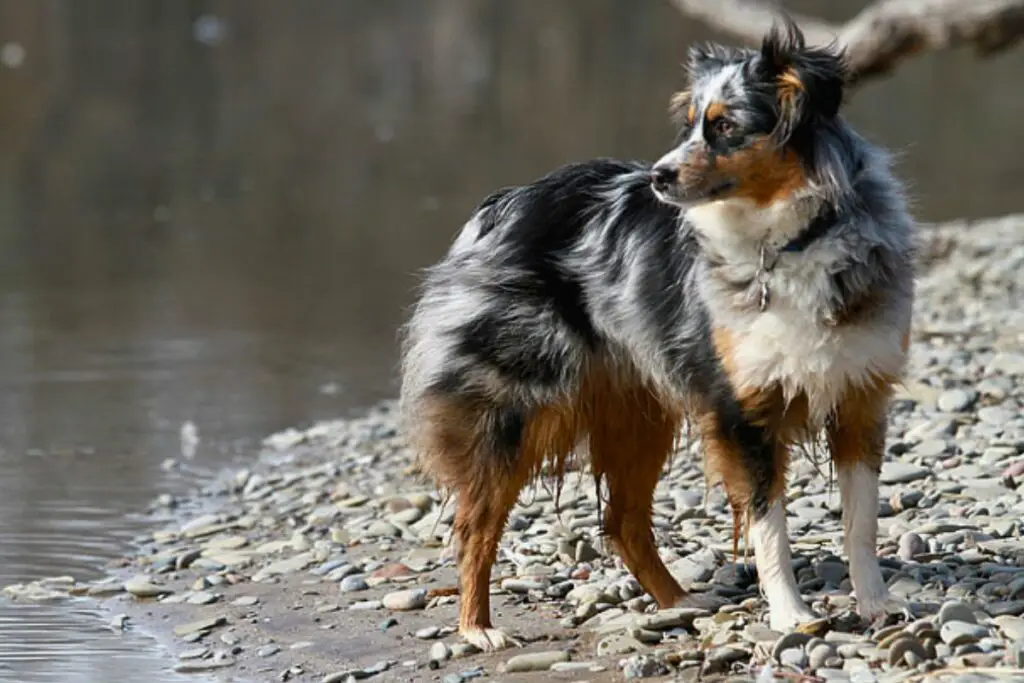 Gute Hunde zum Wandern
