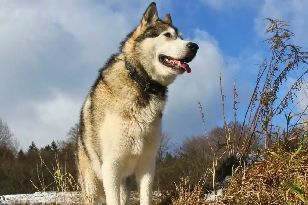 kleine Hunde gut zum Wandern
