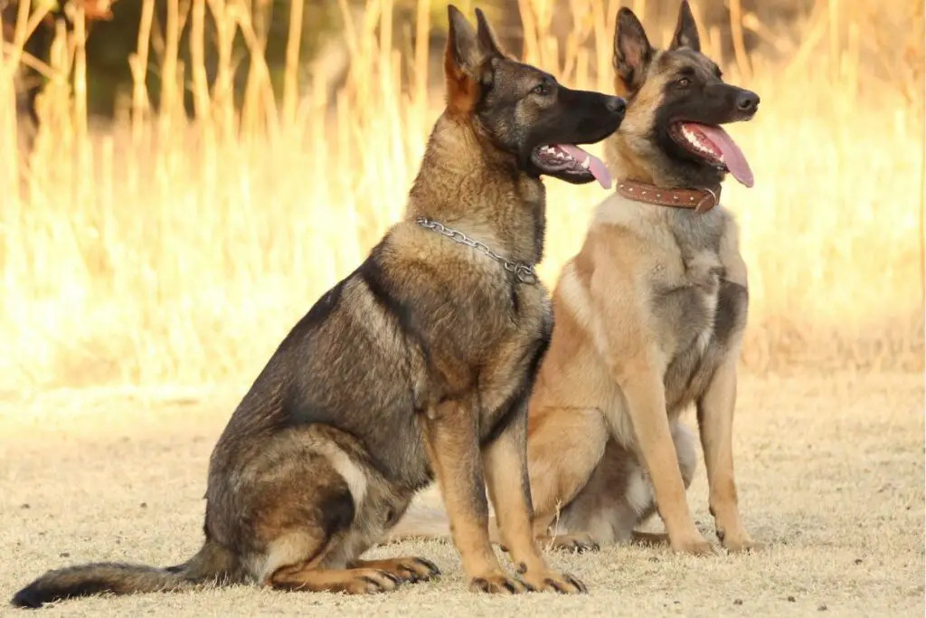 Verstehen sich Belgische Malinois mit anderen Hunden?
