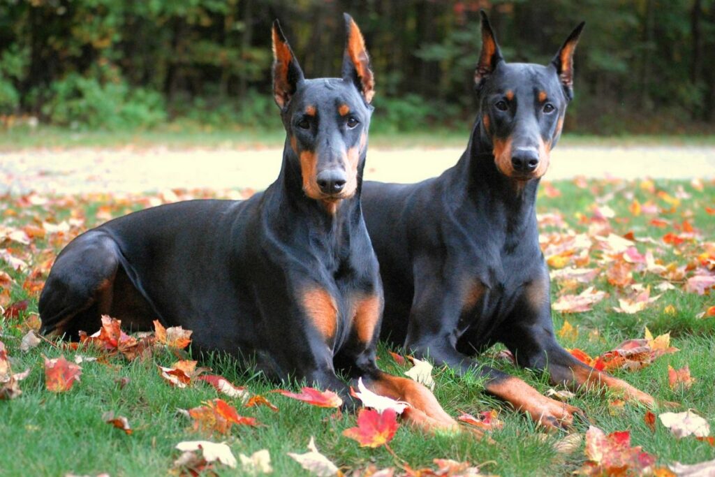 Sind Dobermänner schlauer als Deutsche Schäferhunde?
