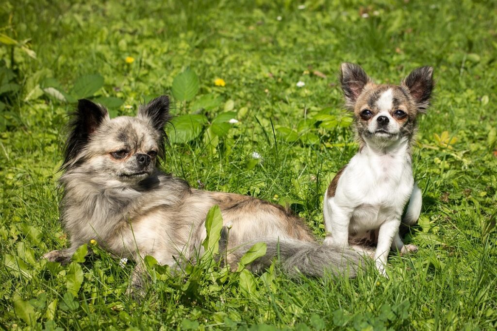 Hunde bei heißem Wetter