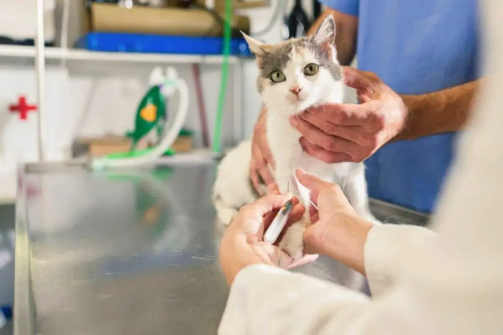 Wie können Sie am Spay Day teilnehmen?