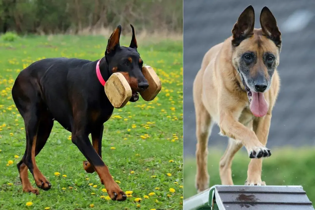 belgischer Dobermann
