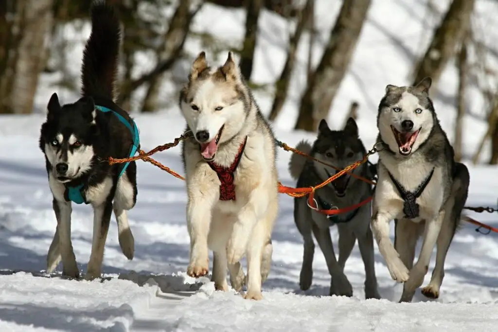 Husky- und Malamute-Mischung