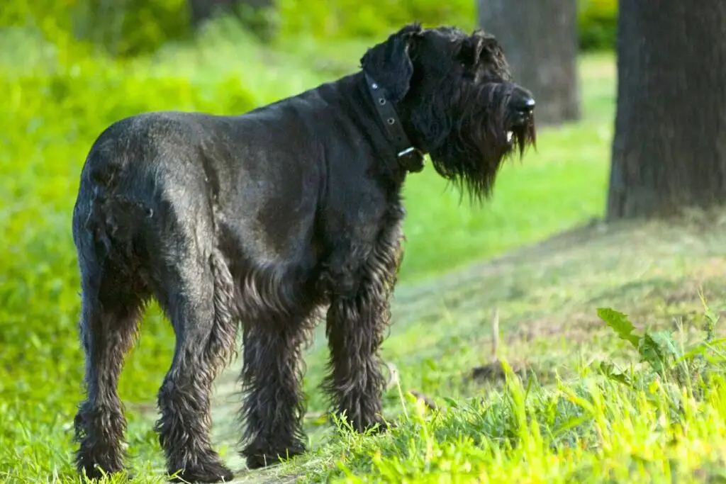 hypoallergene Wachhunde
