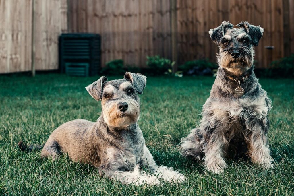 hypoallergene mittelgroße Hunde
