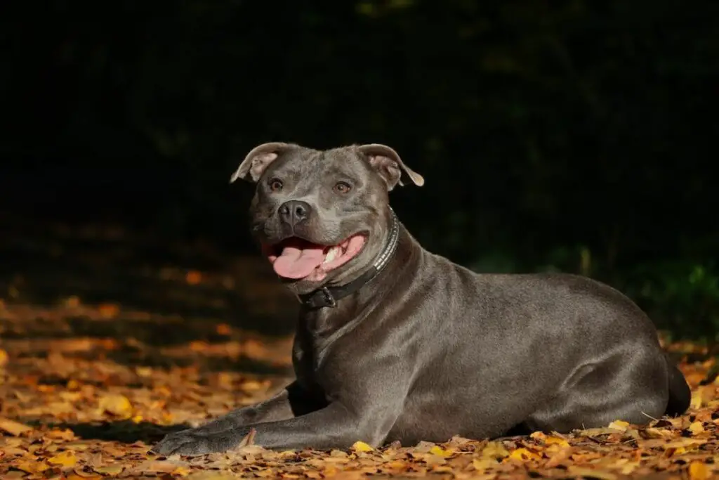 ist ein Pitbull eine Bulldogge