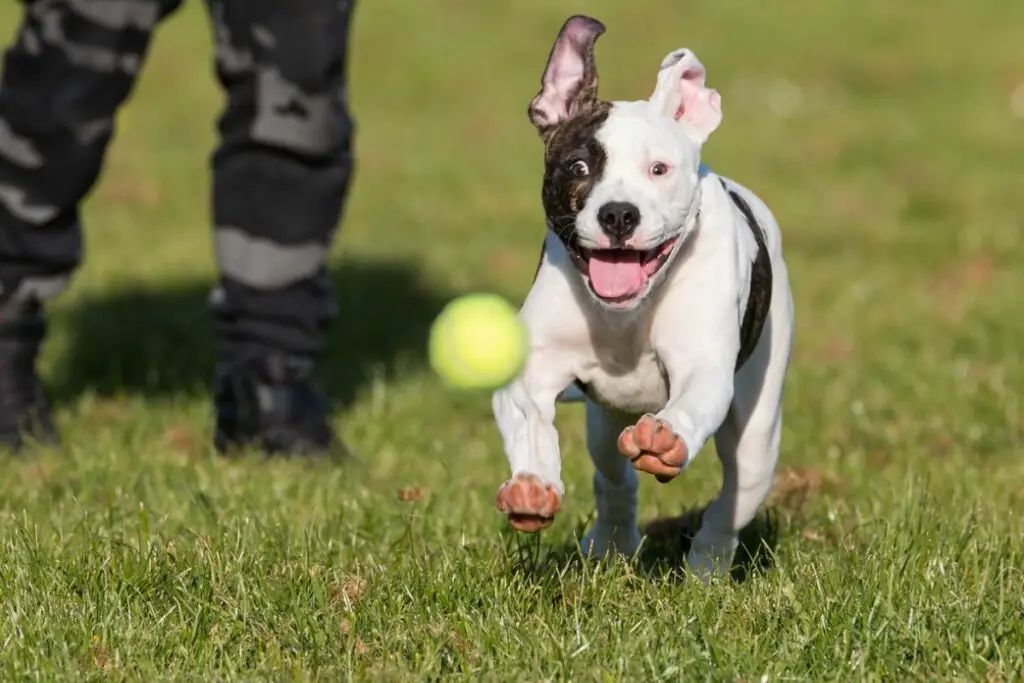 Ist eine amerikanische Bulldogge dasselbe wie ein Pitbull (1)