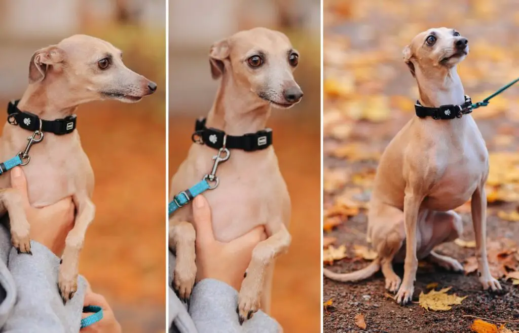 Größenvergleich italienischer Windhunde