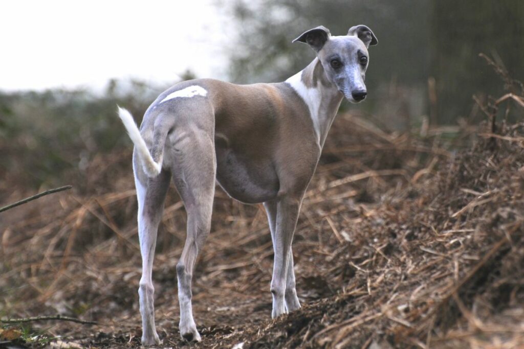 italienischer Whippet