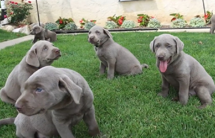 silberner Labrador