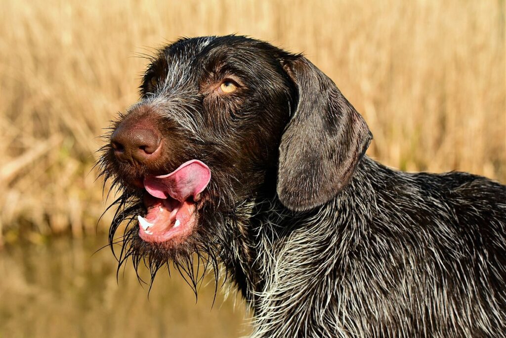 große Hunde, die nicht viel haaren
