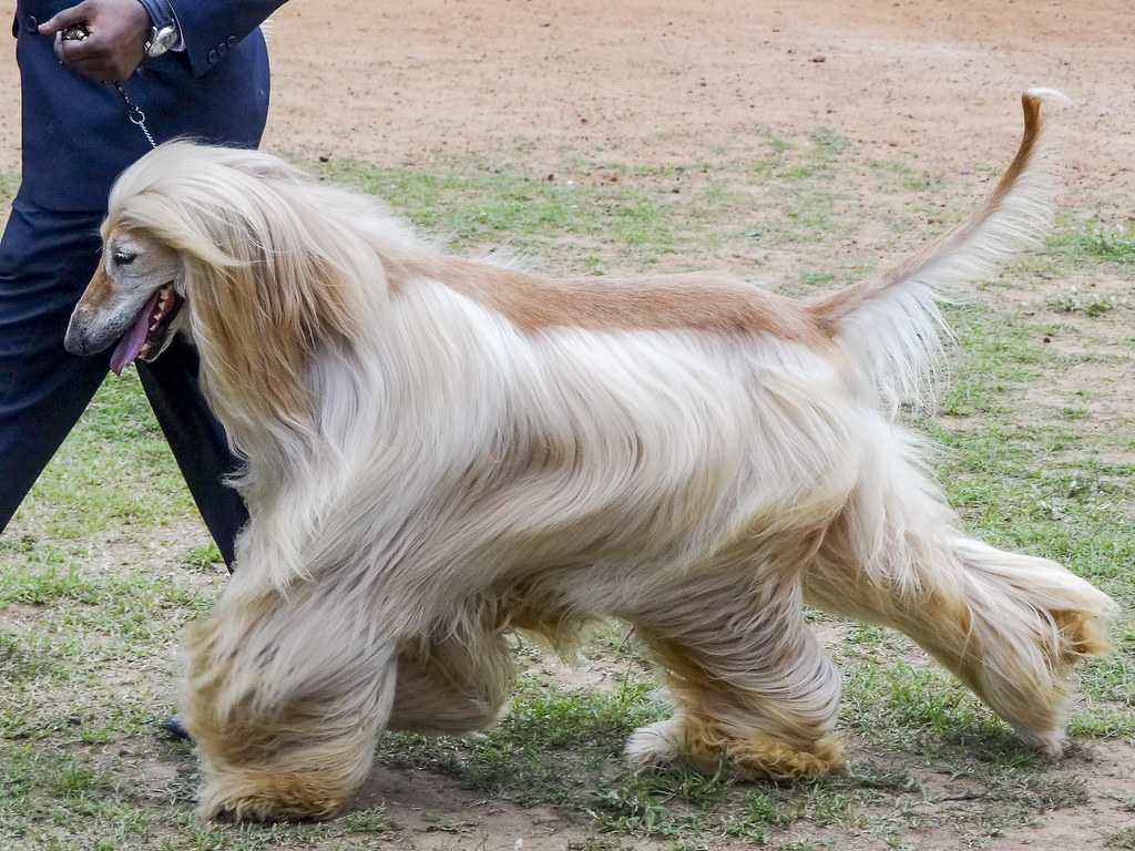 große Hunde, die nicht haaren
