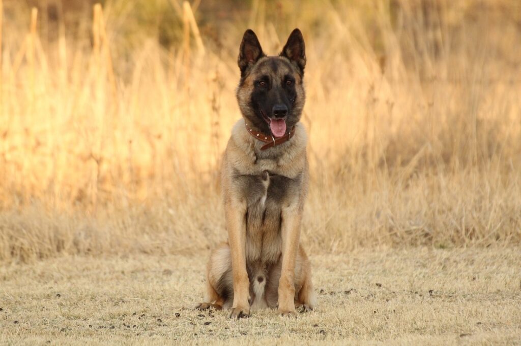 große, nicht haarende Hunde
