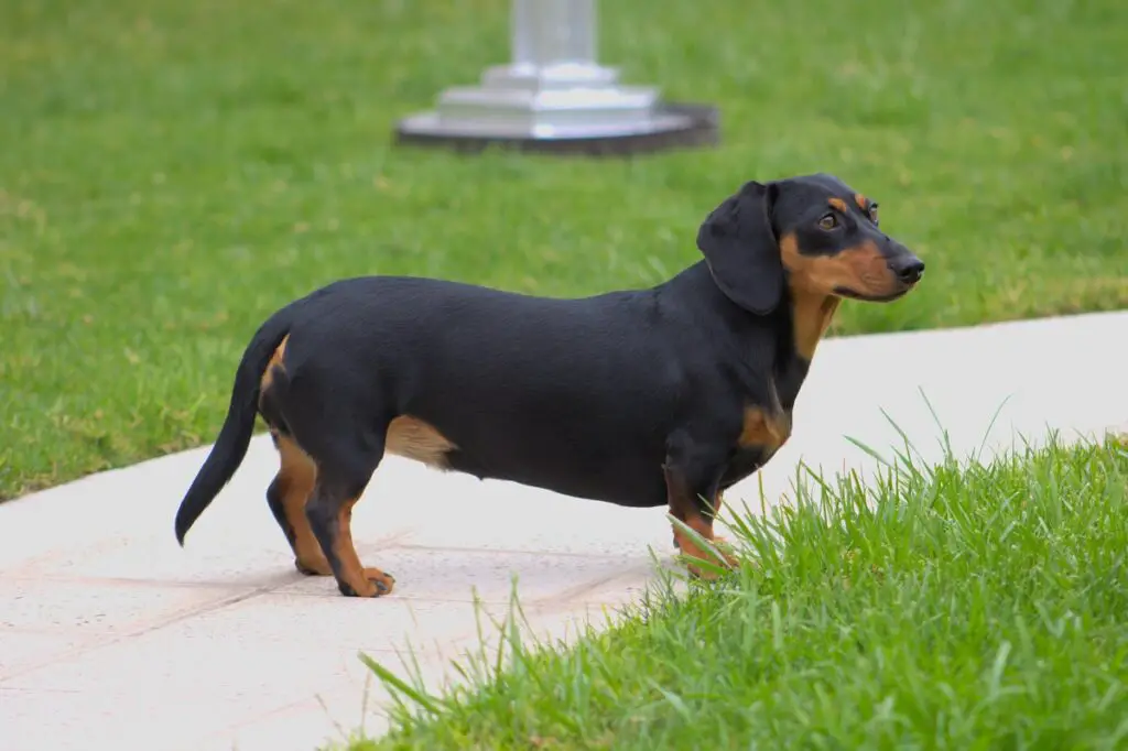 Hund mit dem geringsten Pflegeaufwand
