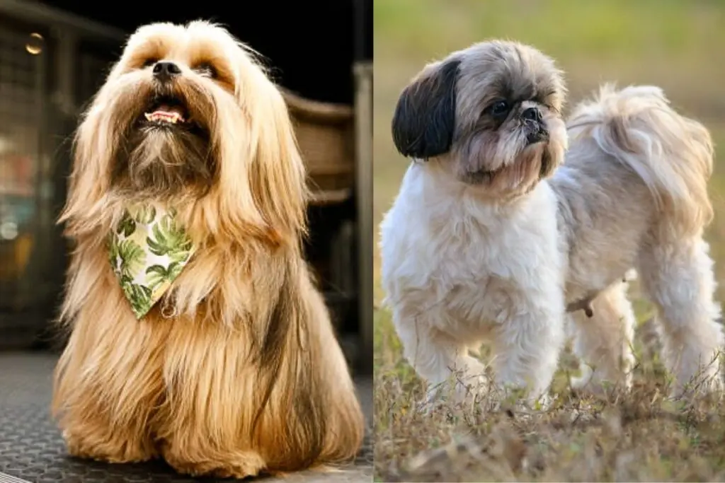 Lhasa Apso Shih Tzu