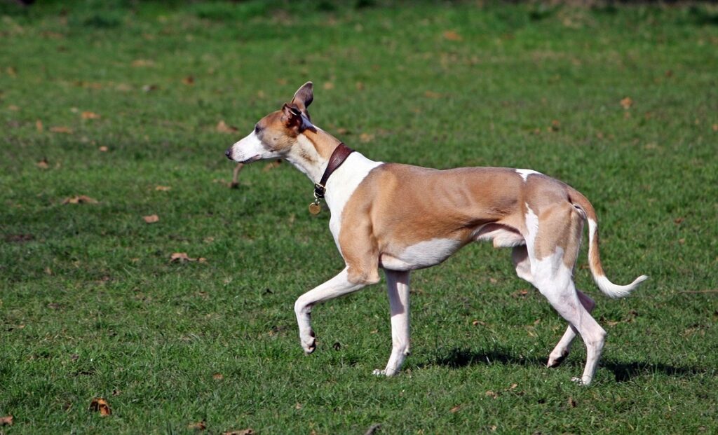 Hunde mit langem Körper
