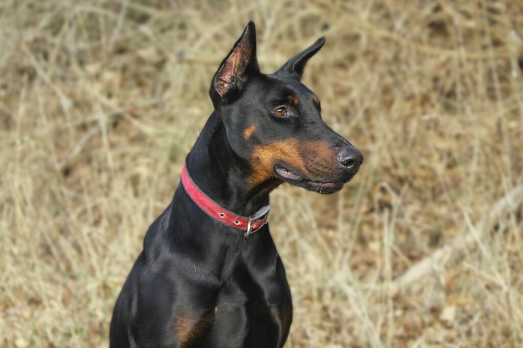 Hund mit langem Gesicht