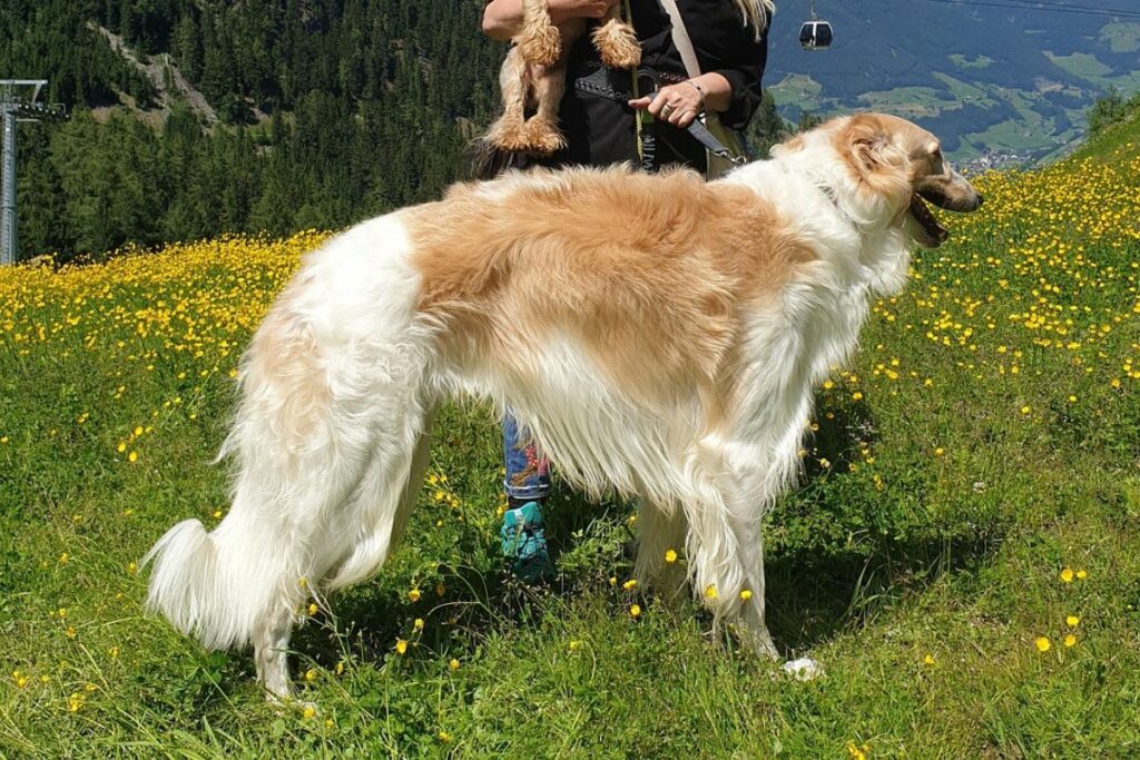 Hunde mit langen Beinen
