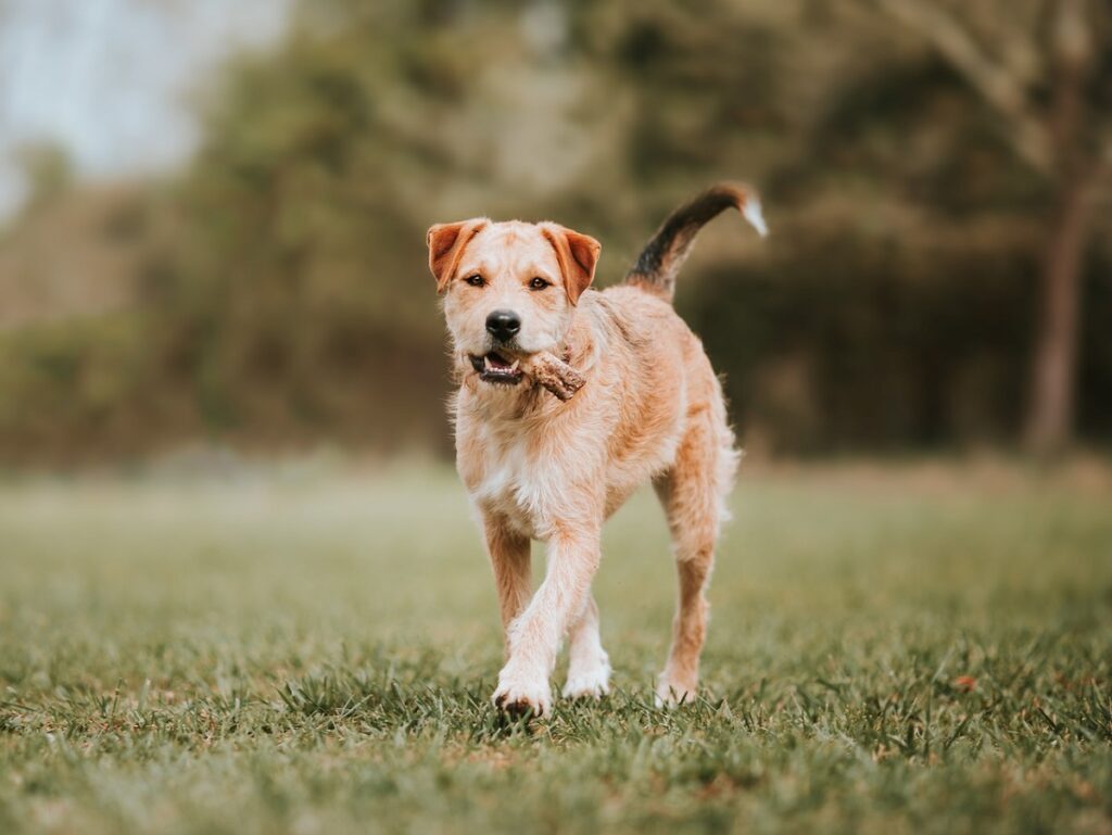 langbeinige Terrier
